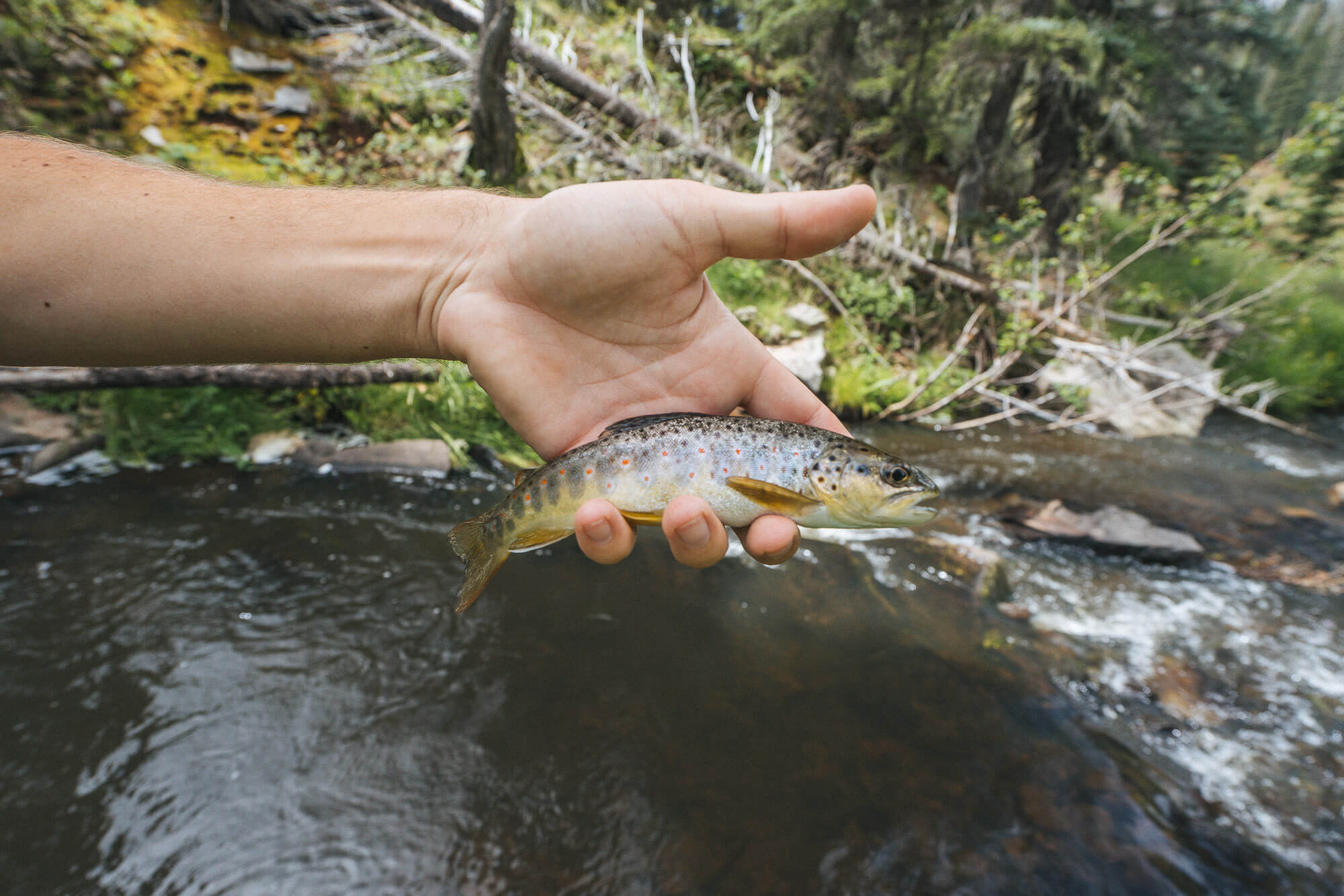 A typical little brown from the West Fork of the Black River.