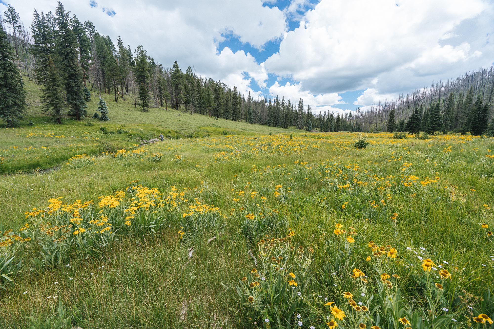 Wildflowers galore!