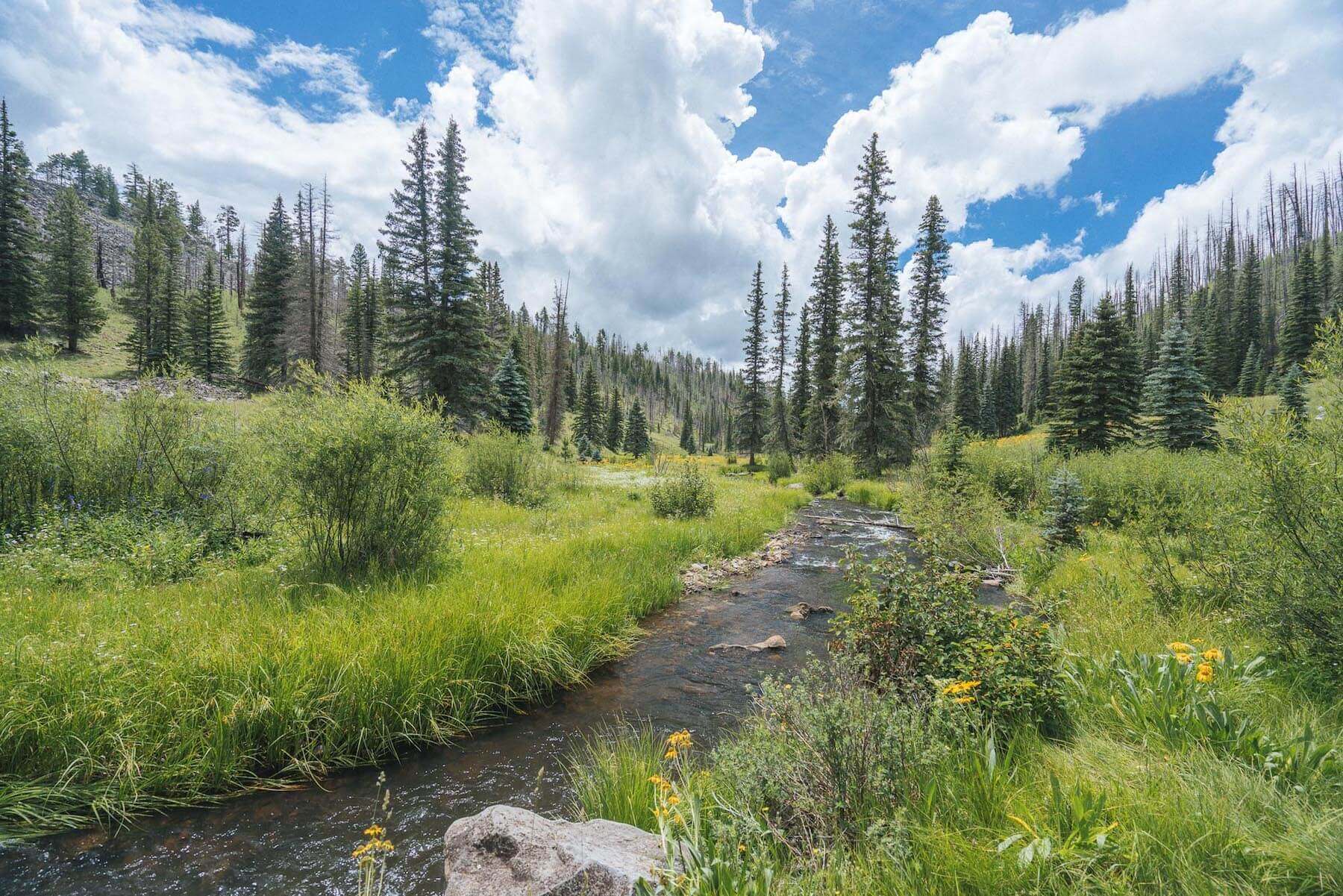 Wild Flowers & Wild Trout on the Thompson Trail