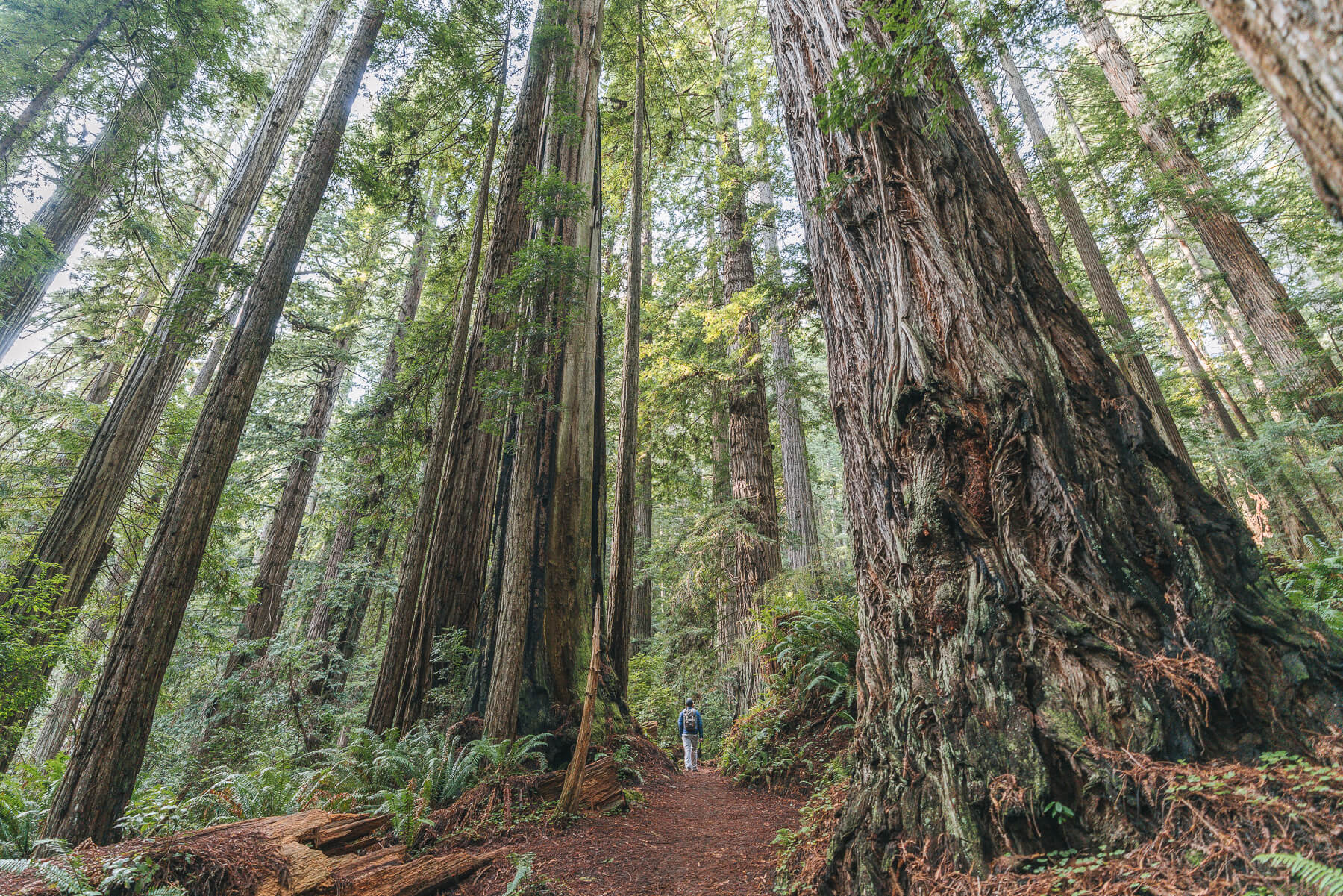 Explore a Lush Redwood Forest on Trillium Falls Trail