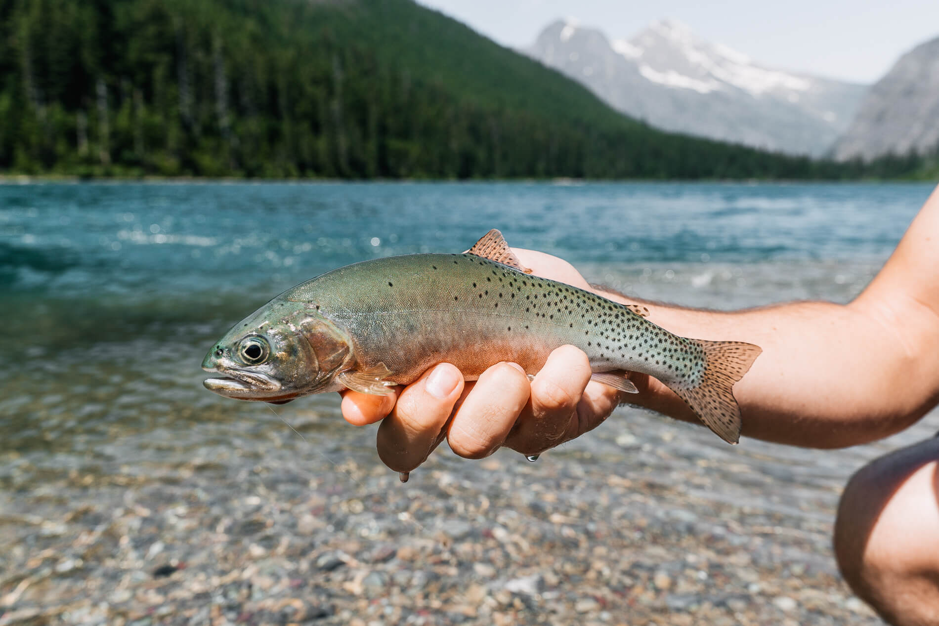 Westslope cutthroat trout from Avalanche Lake