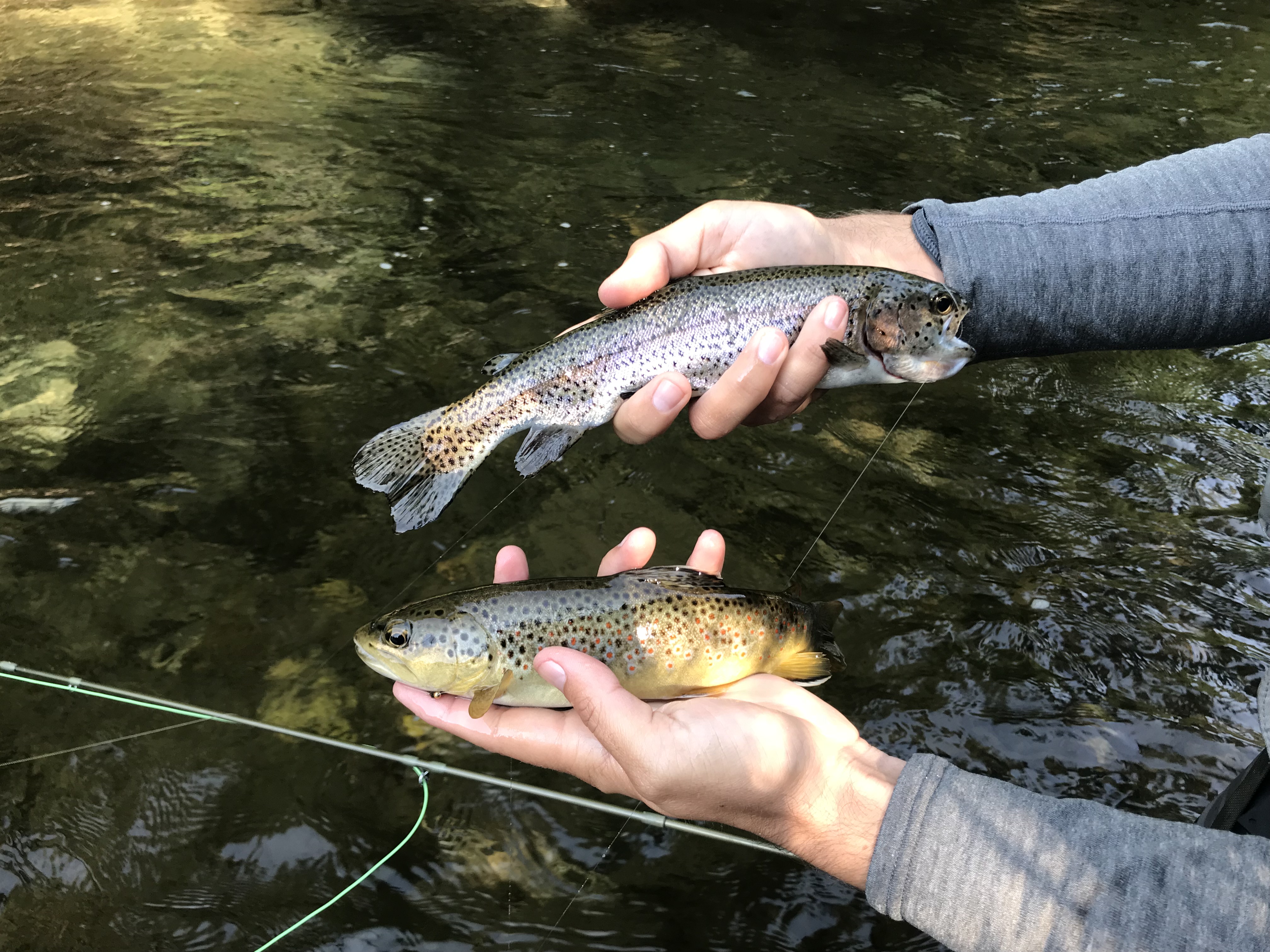 Doubled up with a brown and rainbow on the San Joaquin River