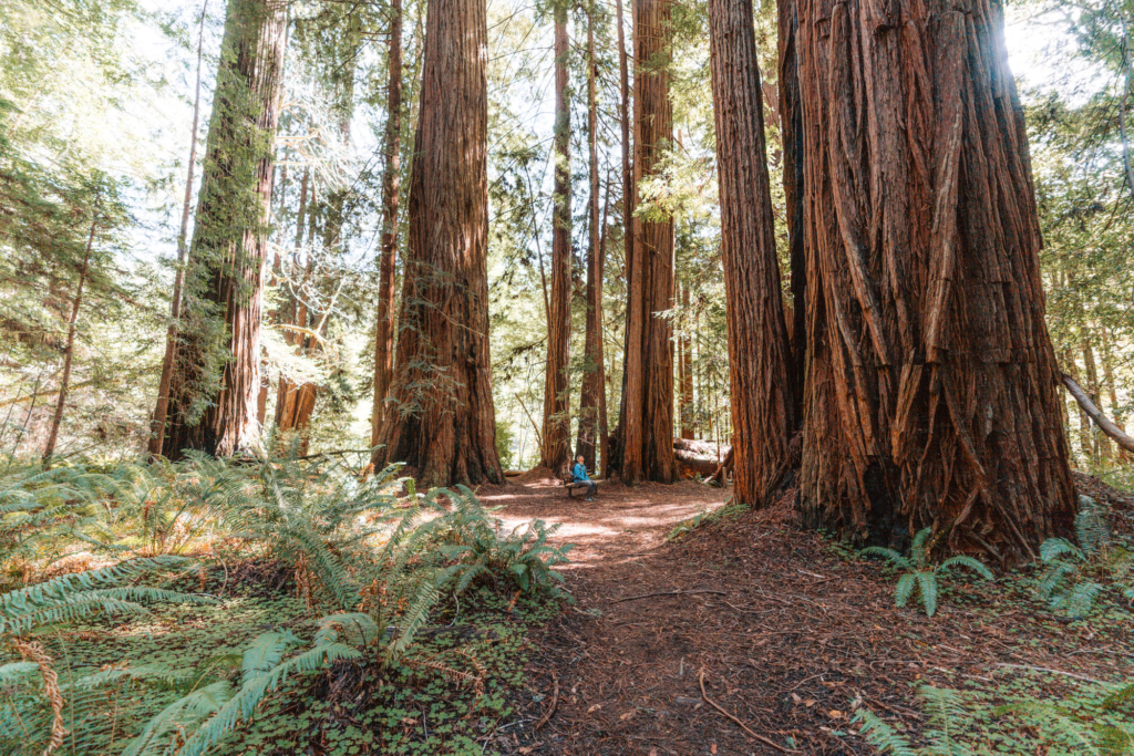 Hiking Tall Trees Grove in Redwood National Park | Aspiring Wild