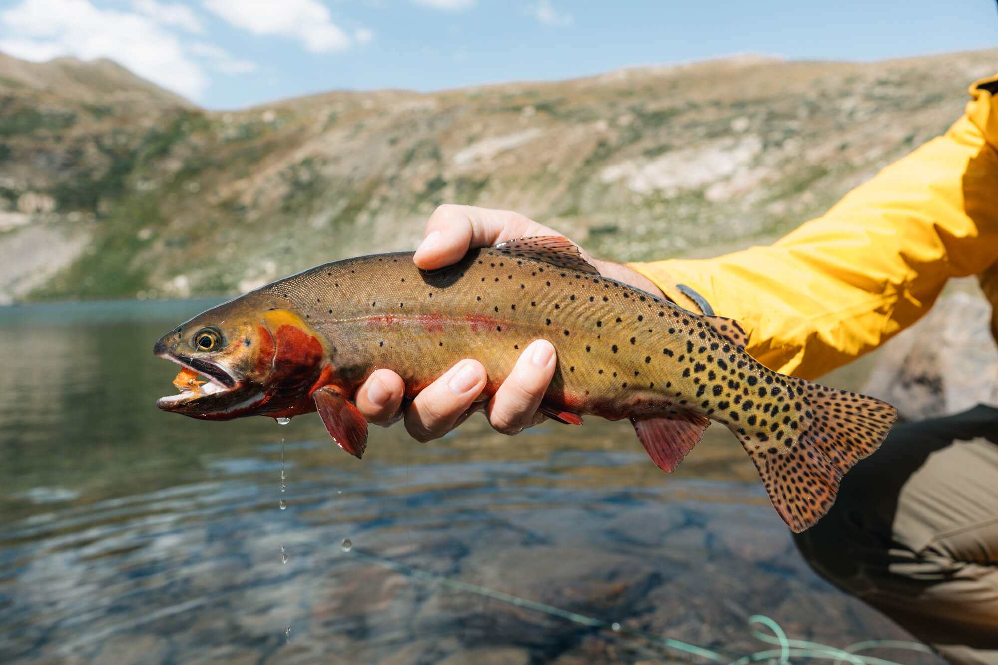 Fishing for Colorado River Cutthroats in Mt. Massive Wilderness