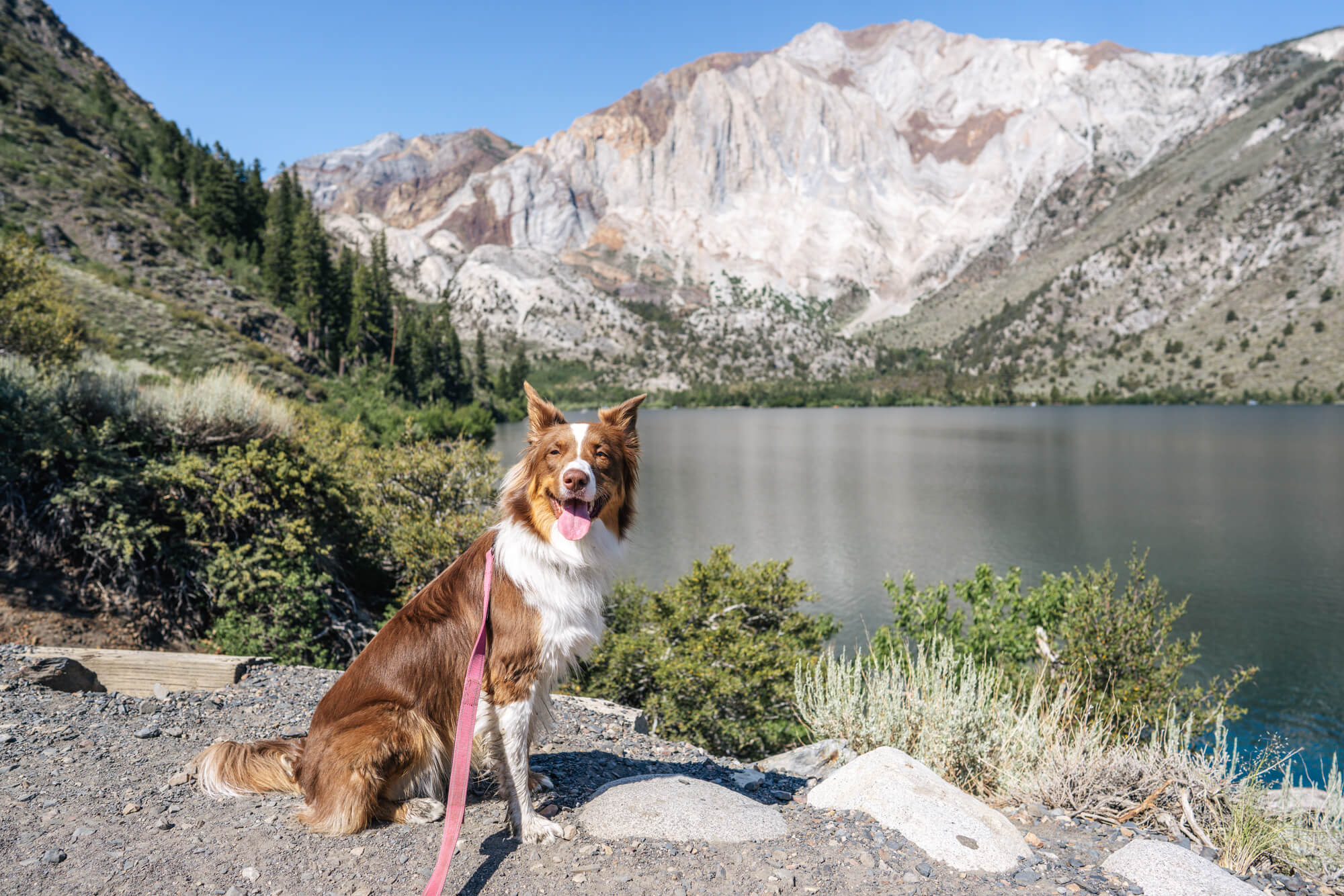 Our dog River sits next to Convict Lake with Laurel Mountain in the background