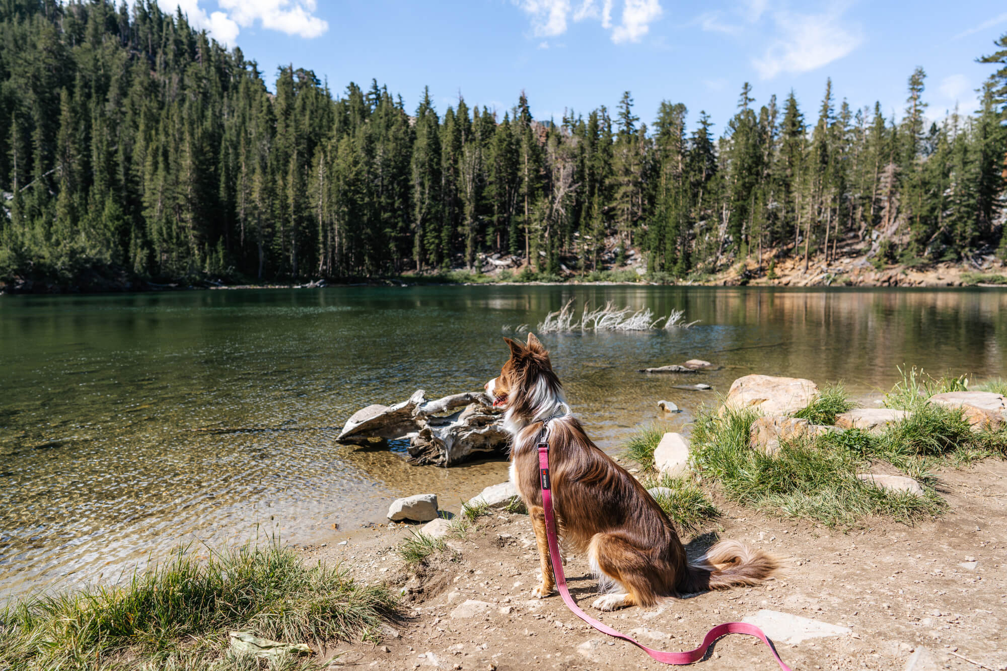 Our dog River taking in the views of emerald green Heart Lake 