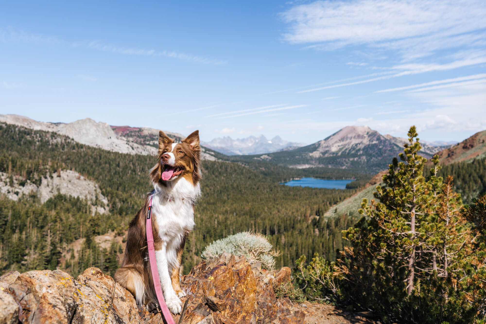Our dog River posing with a view of the Mammoth Lakes Basin in the background