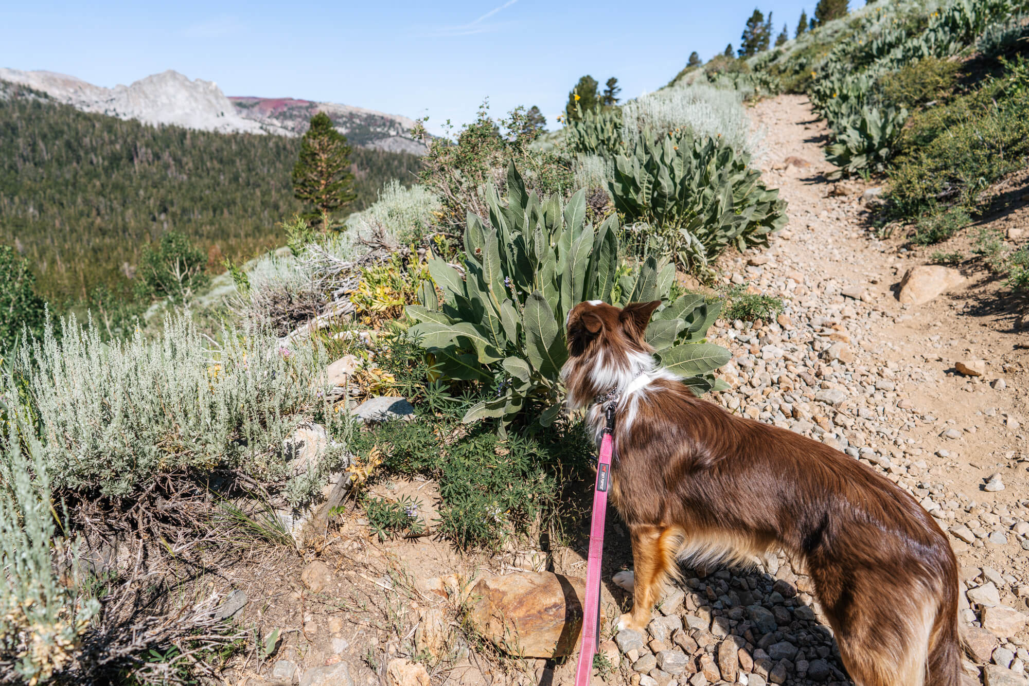 Our dog River on the trail to Heart Lake switchback swection