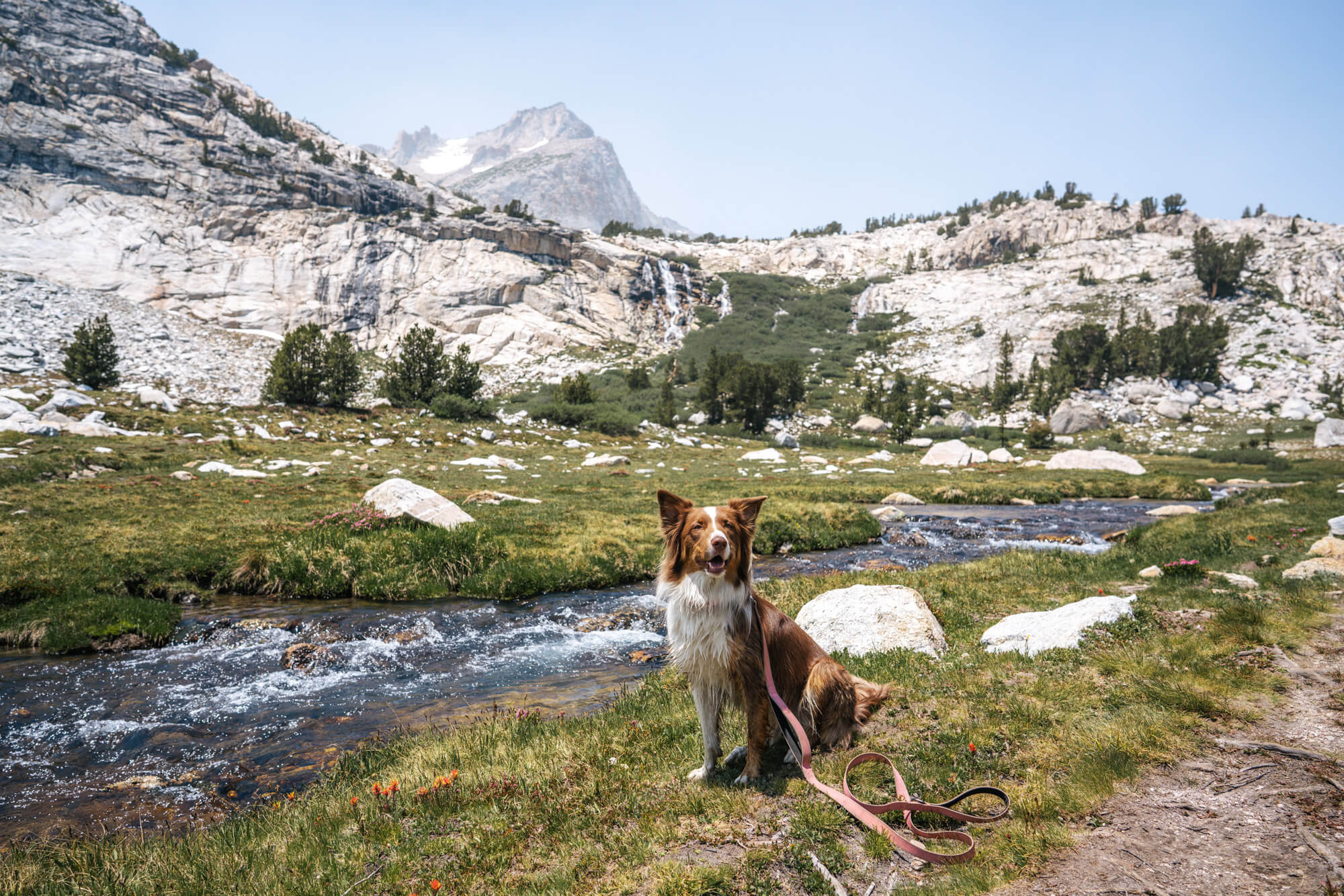 Dog posing in front of the creek and waterfall between Greenstone and Conness Lakes; North Peak in the background