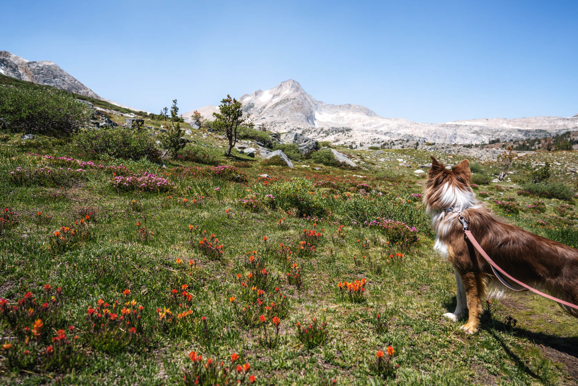 Our dog River admiring the wildflowers in Twenty Lakes Basin