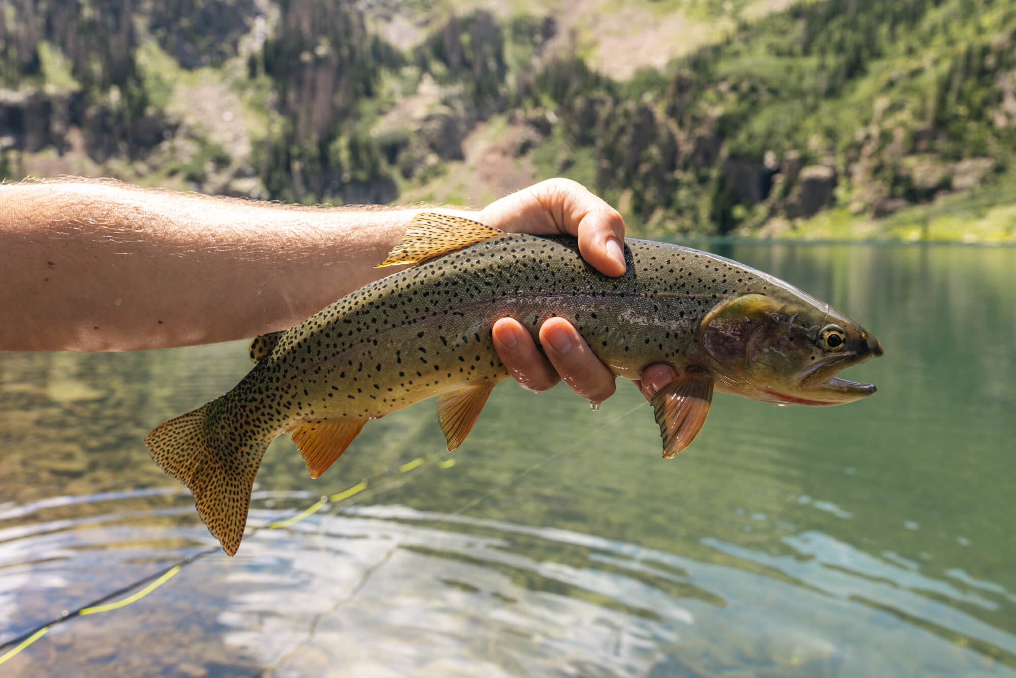 Rio Grande Cutthroat trout from a lake in the South San Juan Wilderness